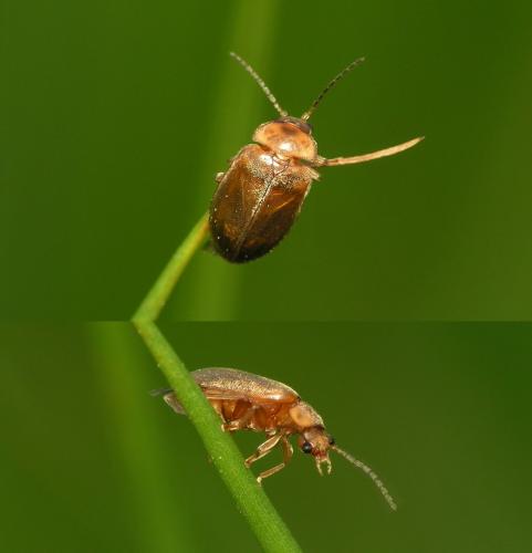 Microcara testacea