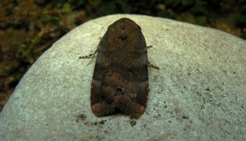 Noctua sp.