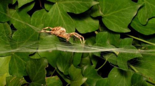 Araneus diadematus