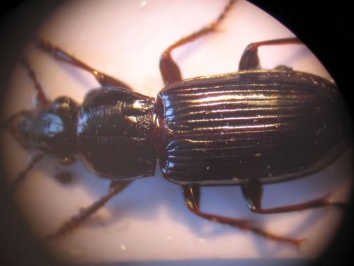 Pterostichus (minor-oenotrius)