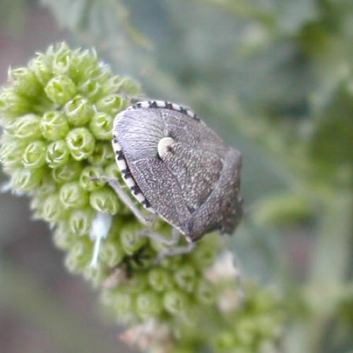 Réf. 16 735 : Holcostethus sp.