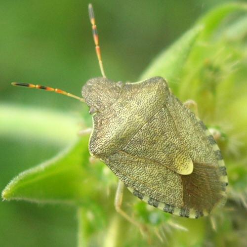 Peribalus strictus vernalis
