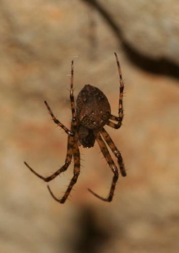 Réf. 16 073 : Metellina merianae