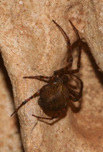 Réf. 16 074 : Metellina merianae