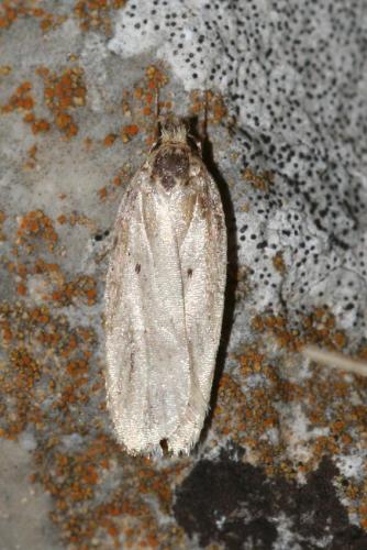 Depressaria sp.