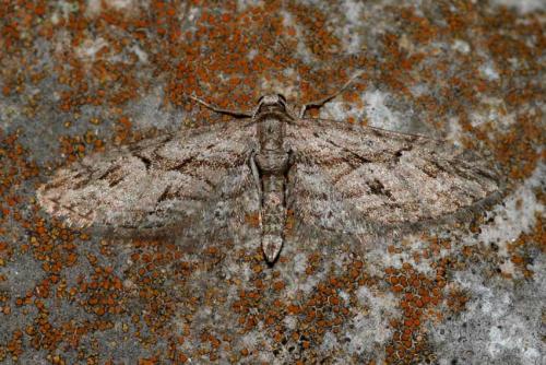 Eupithecia oxycedrata