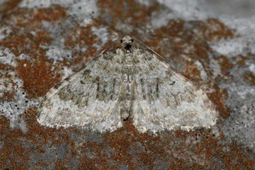 Réf. 16 881 : Nebula salicata