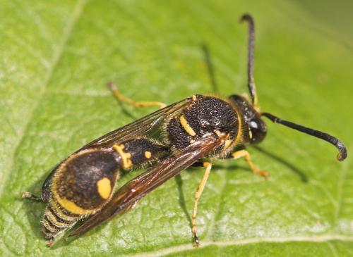 Réf. 16 000 : Eumenes sp.