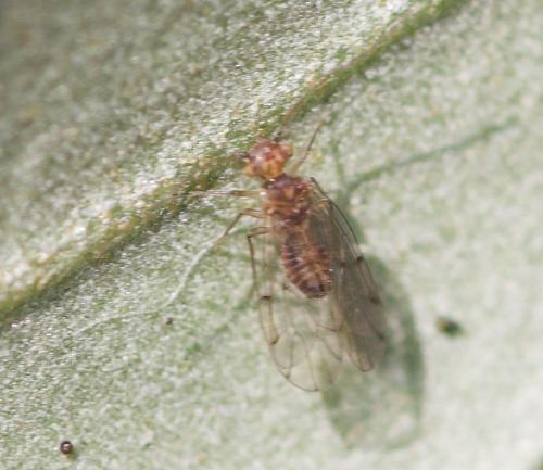 Ectopsocus sp.