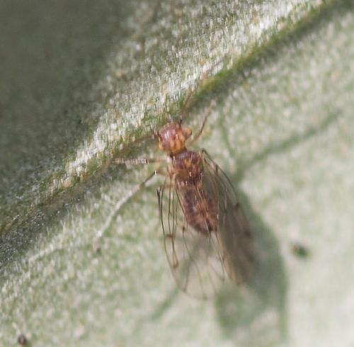 Ectopsocus sp.