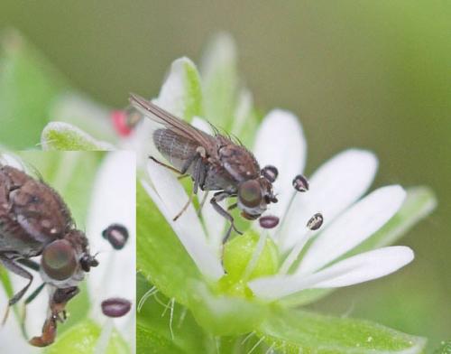 Ditrichophora sp.