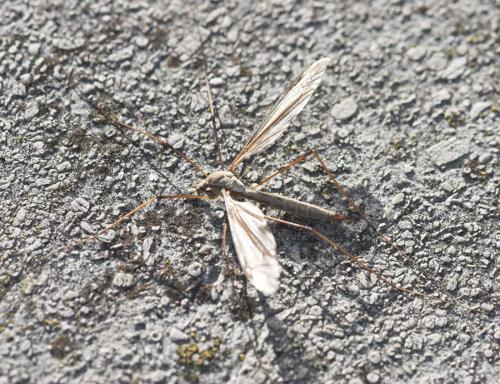 Tipula sp.