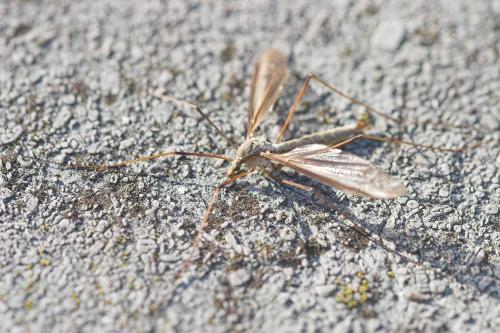 Tipula sp.