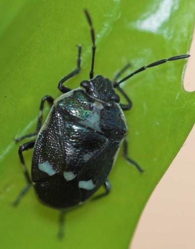 Eurydema oleracea