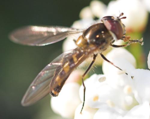 Meliscaeva auricollis