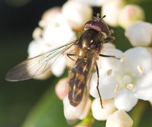 Meliscaeva auricollis