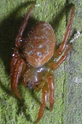 Araniella sp.