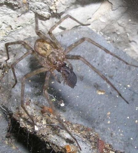 Tegenaria sp.