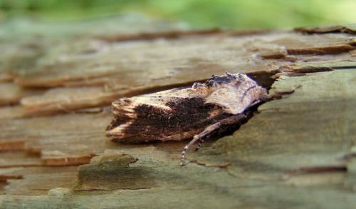 Egira conspicillaris