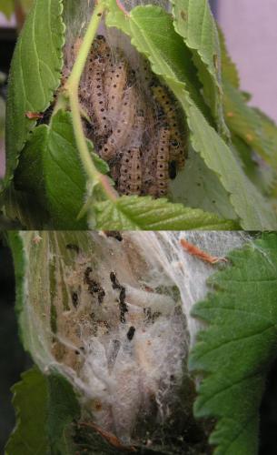 Yponomeuta sp.