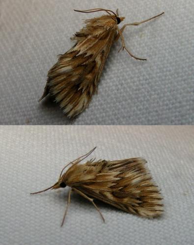 Cynaeda dentalis