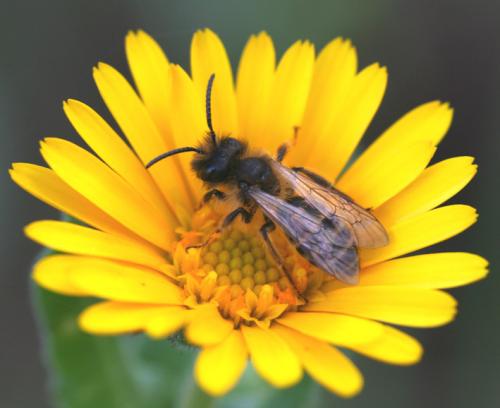 Andrena flavipes
