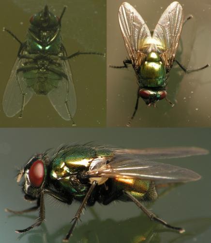 Réf. 16 266 : Neomyia cornicina