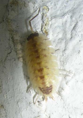 Porcellio spinicornis