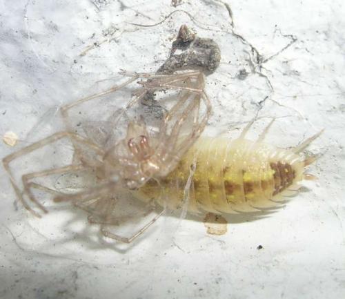 Porcellio spinicornis