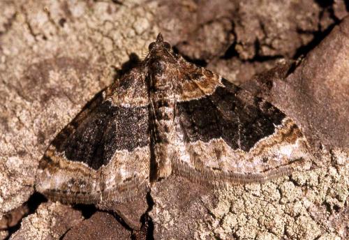 Réf. 16 517 : Xanthorhoe ferrugata