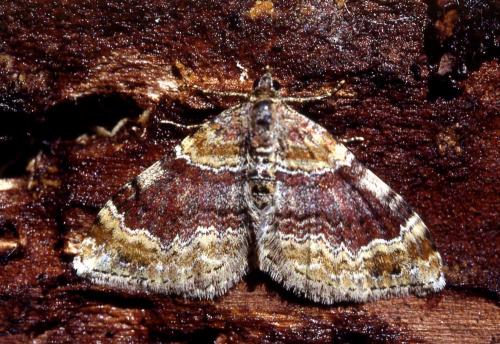 Réf. 16 512 : Xanthorhoe spadicearia