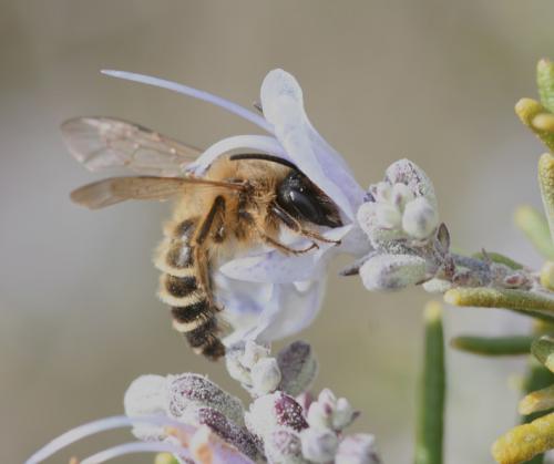 Andrena flavipes
