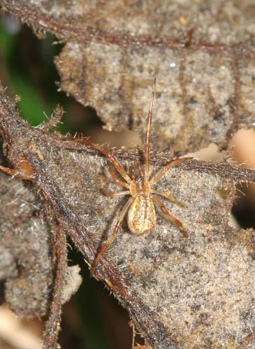 Episinus sp.