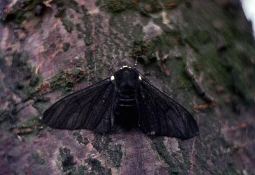 Biston betularia