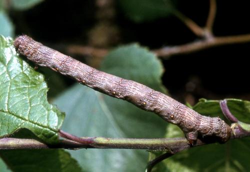 Lycia hirtaria