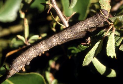 Lycia hirtaria