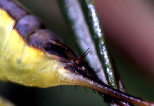 Neoharpyia verbasci