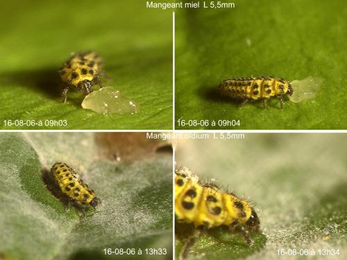 Réf. 16 111 : Psyllobora vigintiduopunctata