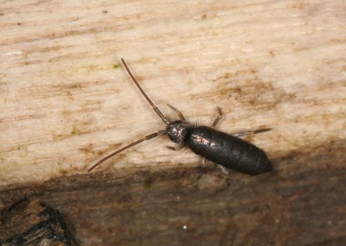 Tomocerus minor