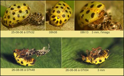 Réf. 16 113 : Psyllobora vigintiduopunctata