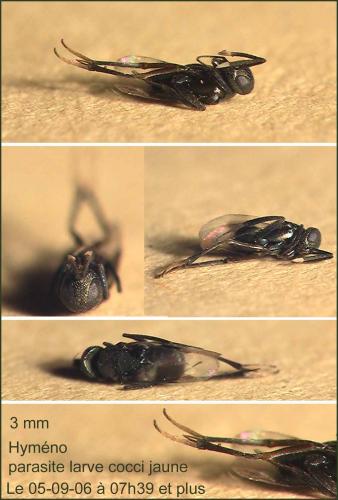 Homalotylus sp.