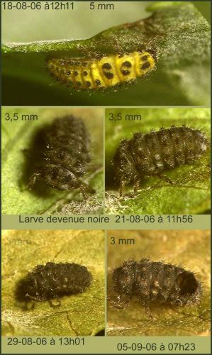 Psyllobora vigintiduopunctata