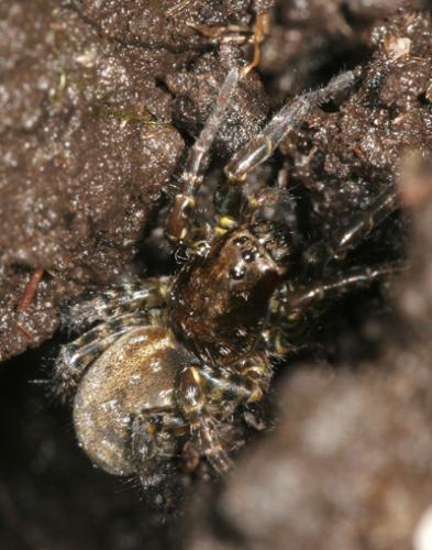 Arctosa sp.