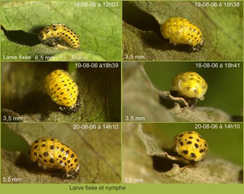 Réf. 16 112 : Psyllobora vigintiduopunctata