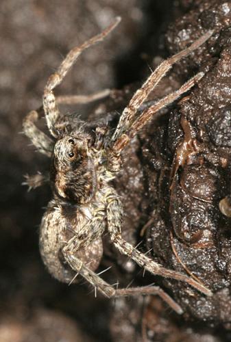 Pardosa sp.
