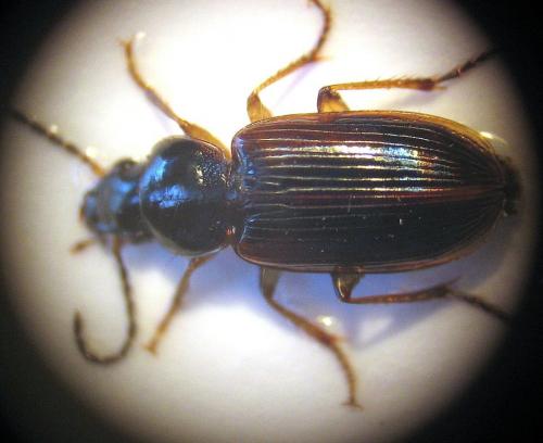 Réf. 16 747 : Stenolophus mixtus