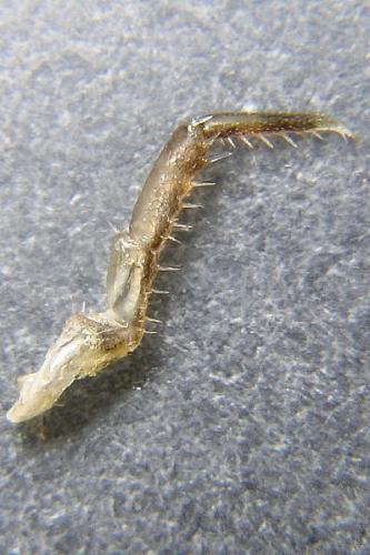Réf. 16 131 : Trachelipus rathkii