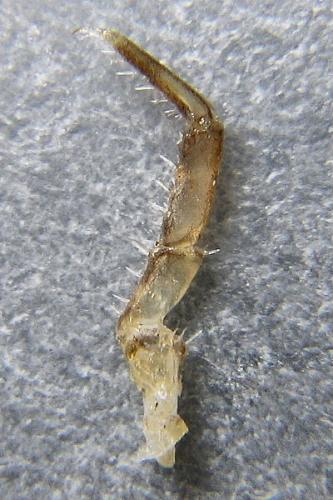 Réf. 16 134 : Trachelipus rathkii