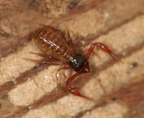Réf. 16 877 : Chthonius sp.