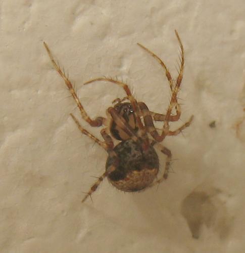 Ero sp.